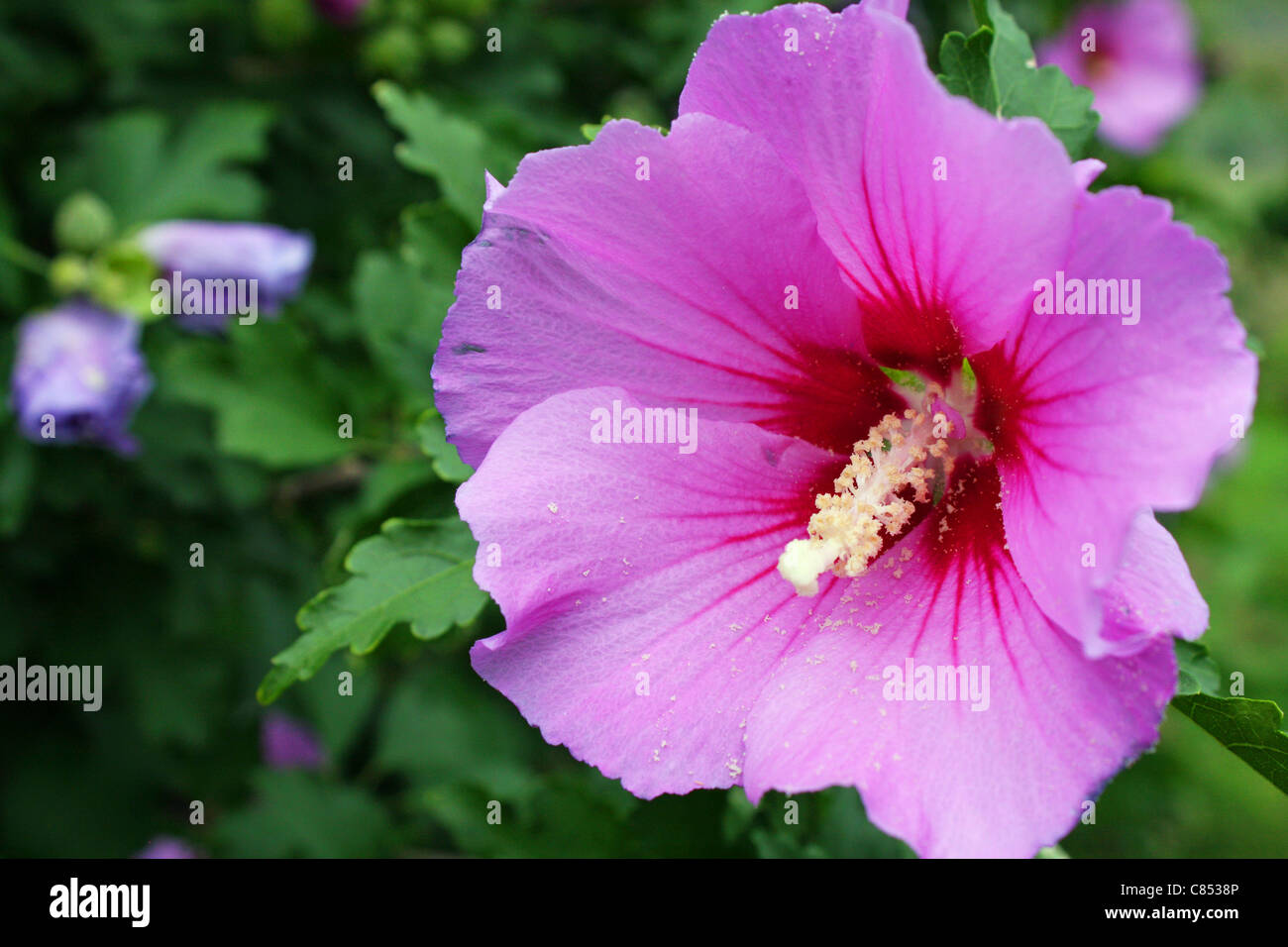 Pink and white hibiscus flower in garden hires stock photography and images Alamy