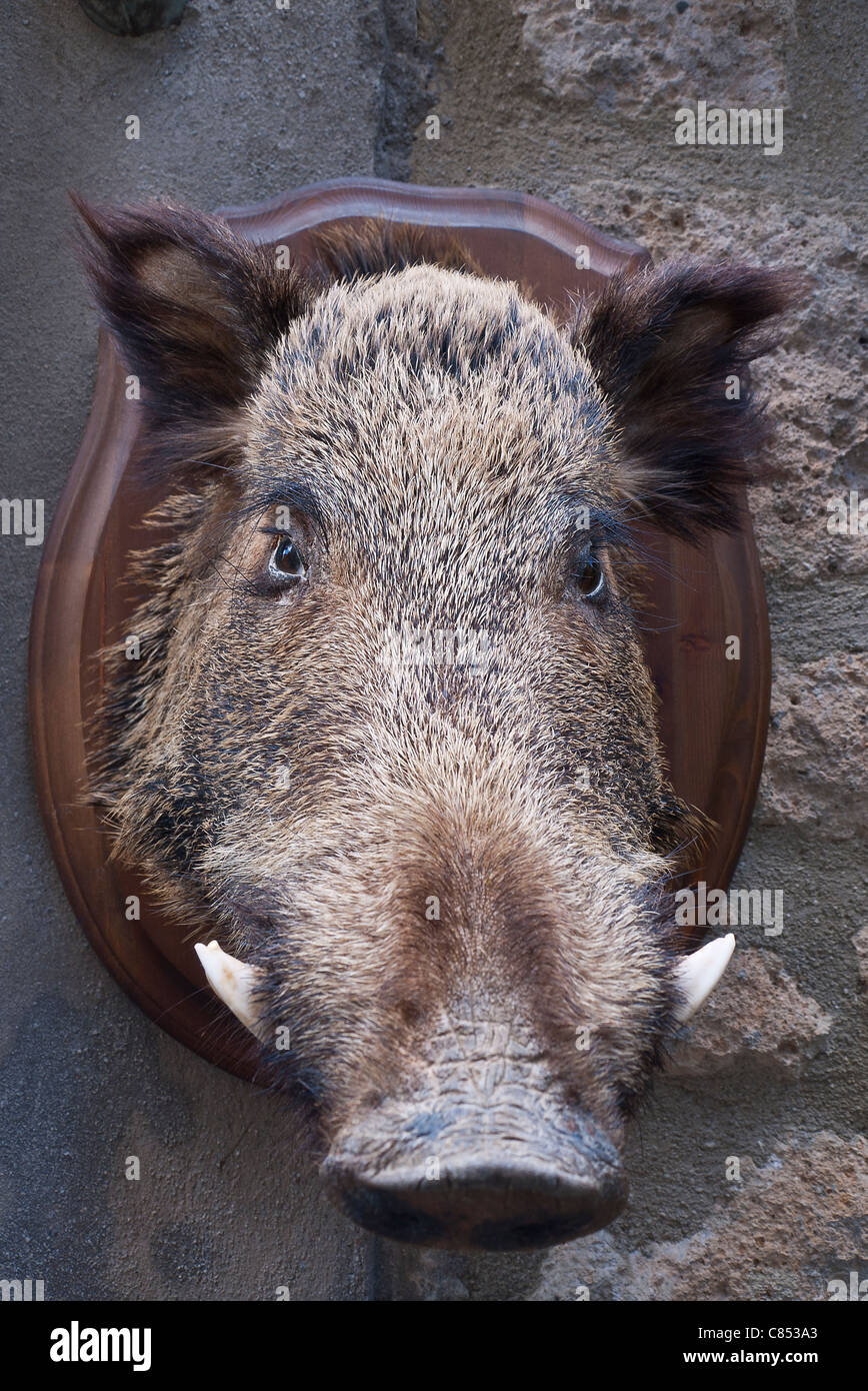 Stuffed wild boar’s head mounted on wooden plaque hanging on wall