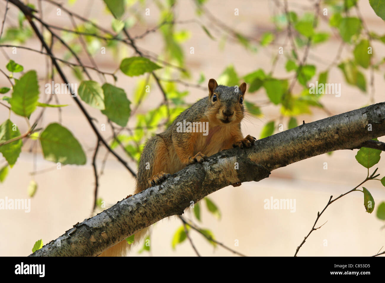 A squirrel in his natural habitat Stock Photo Alamy