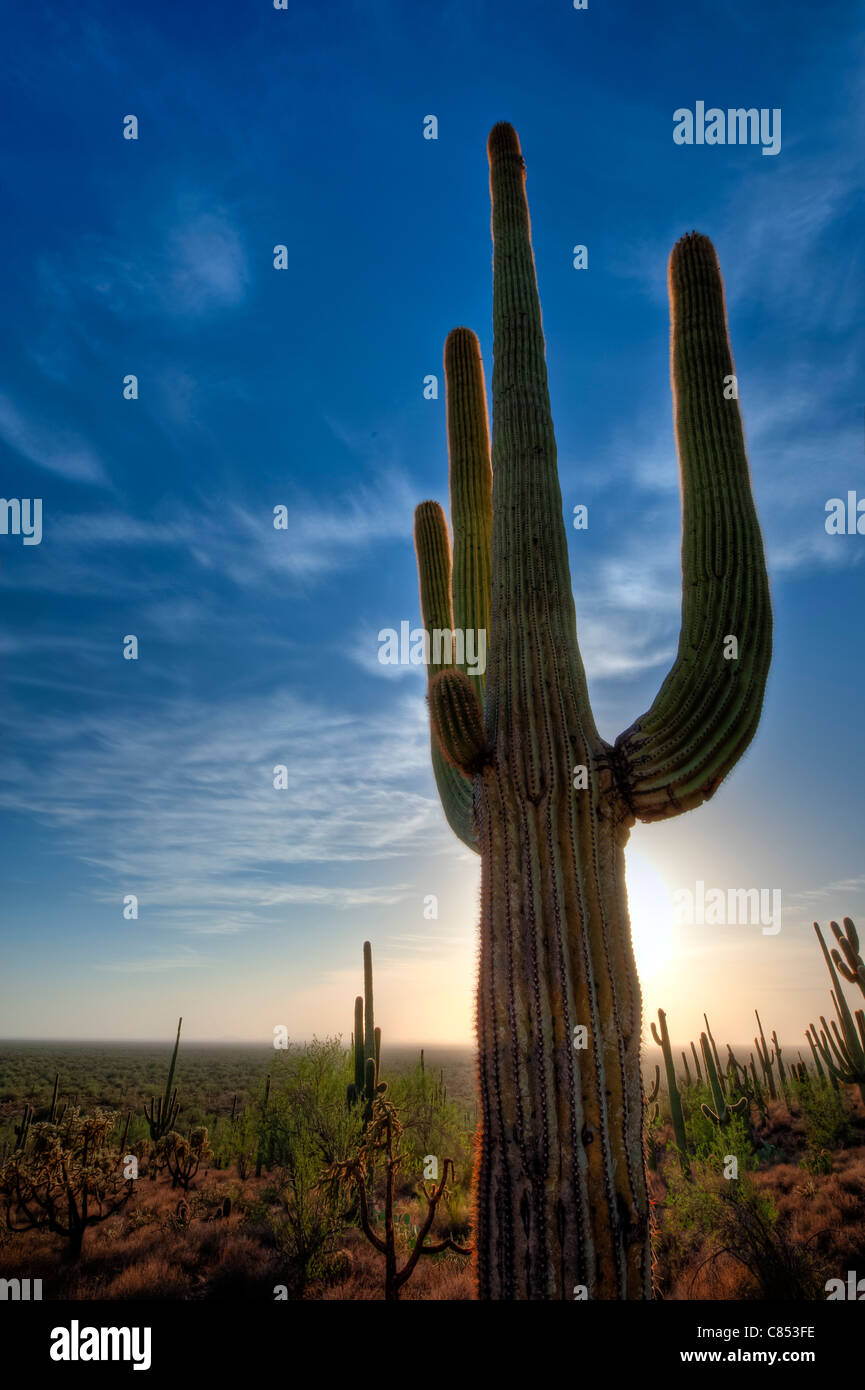 Arizona desert sunset hi-res stock photography and images - Alamy