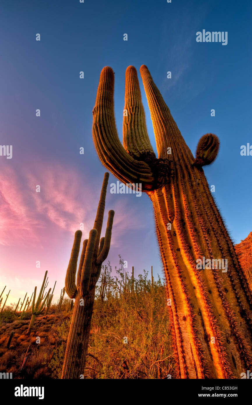 Arizona desert sunset hi-res stock photography and images - Alamy