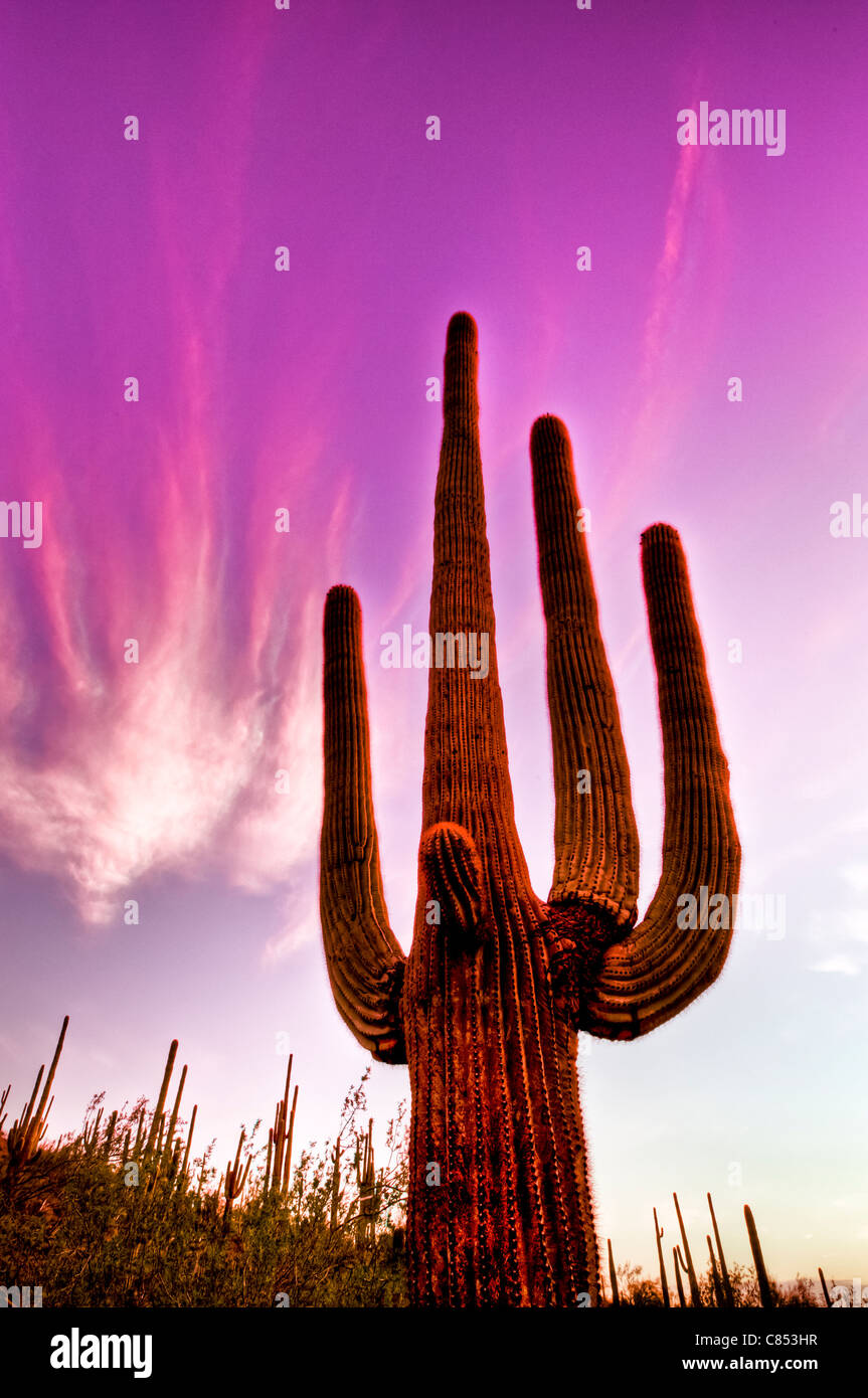 Saguaros have a relatively long life span. They take up to 75 years to develop a side arm. Sonoran desert, Arizona. Stock Photo