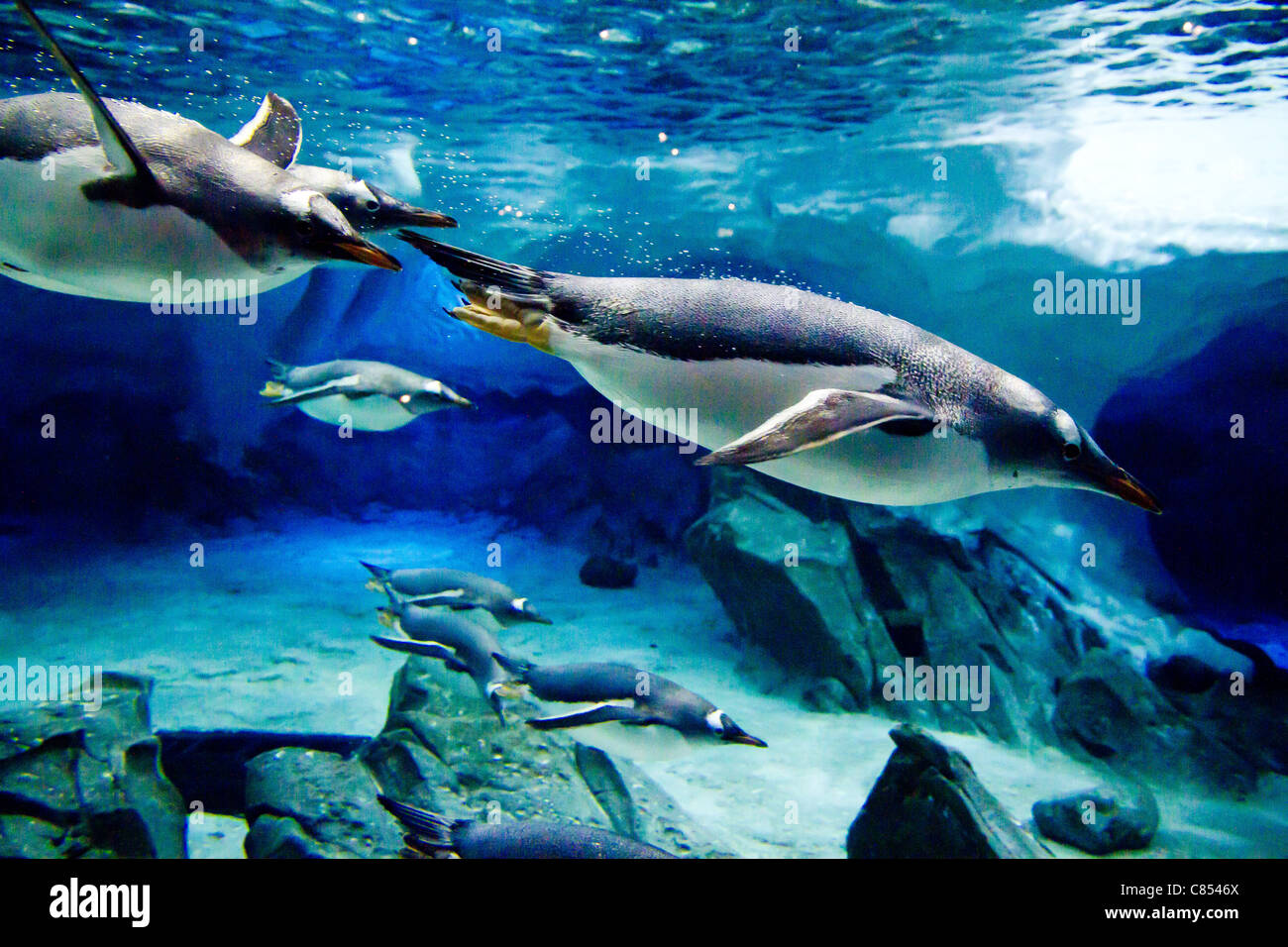 Gentoo Penguin (Pygoscelis papua) swimming underwater Stock Photo
