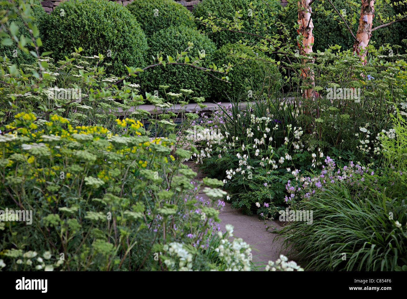 The Laurent-Perrier Garden Designed by Tom Stuart-Smith. Chelsea 2010 showing Cenolophium denudatum Stock Photo
