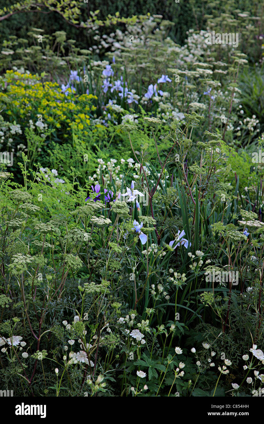 The Laurent-Perrier Garden Designed by Tom Stuart-Smith. Chelsea 2010 showing Cenolophium denudatum Gold Medal Winner Stock Photo