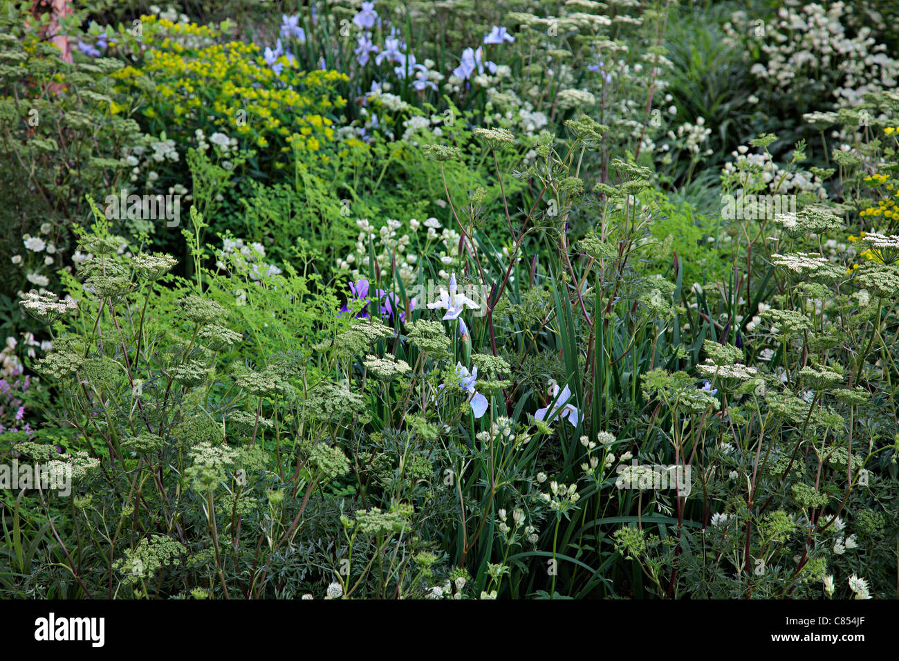 The Laurent-Perrier Garden Designed by Tom Stuart-Smith. Chelsea 2010 showing Cenolophium denudatum Gold Medal Winner Stock Photo