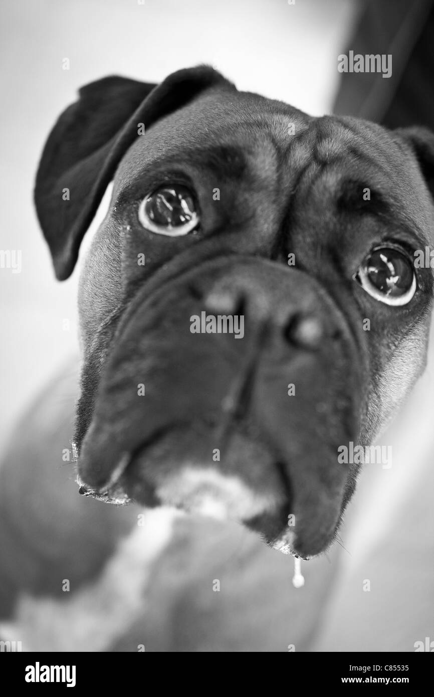 Cute female boxer dog Stock Photo Alamy