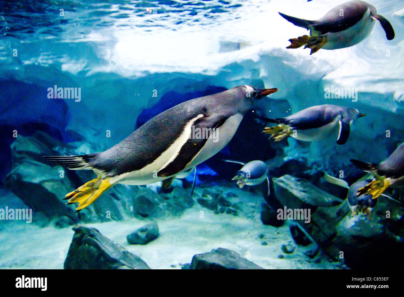 Gentoo Penguins (Pygoscelis papua) swimming underwater. Stock Photo