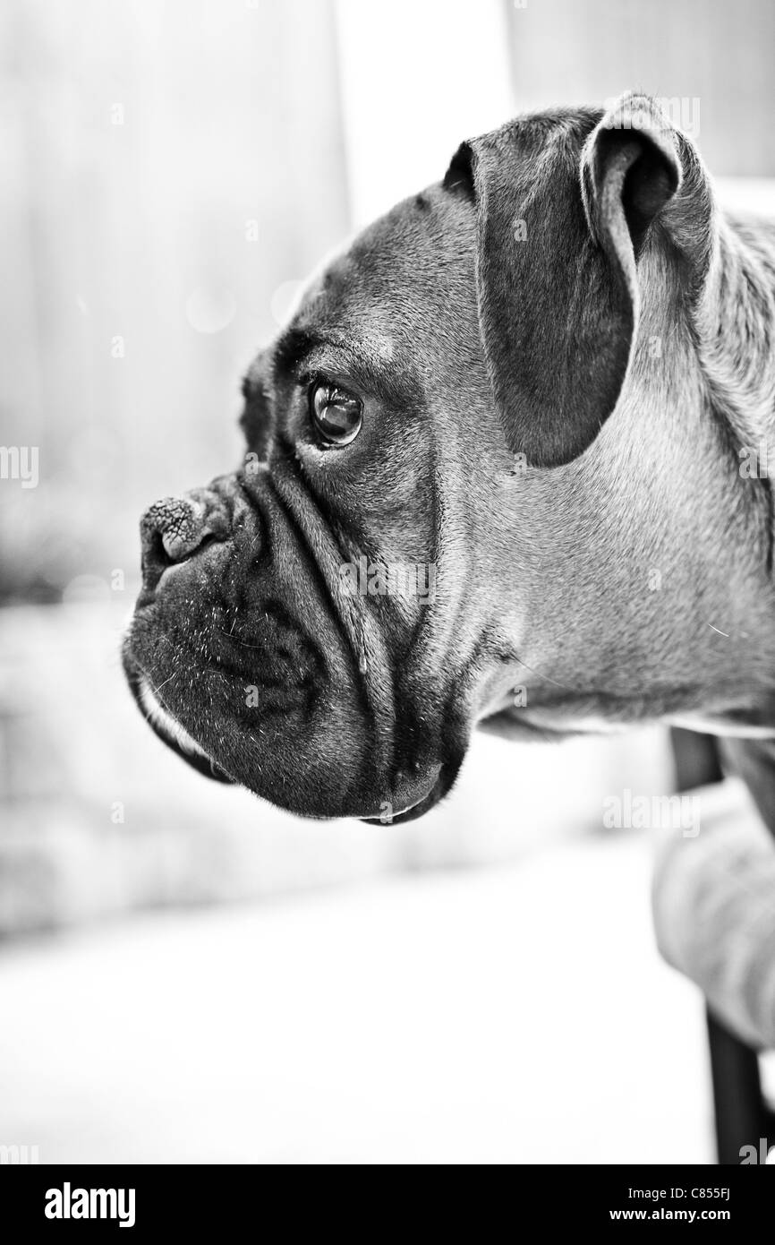 Cute female boxer dog Stock Photo Alamy