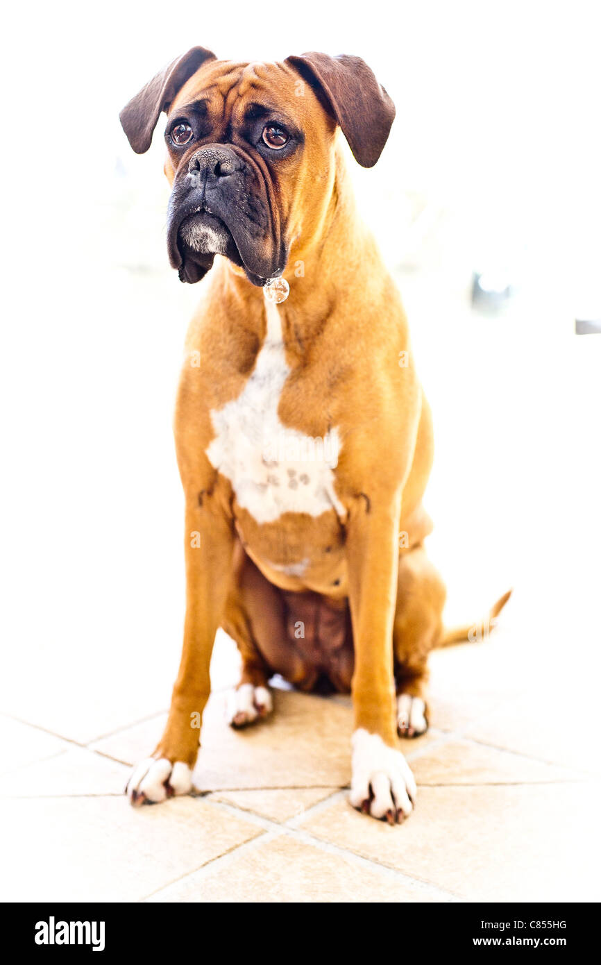 Cute female boxer dog Stock Photo Alamy