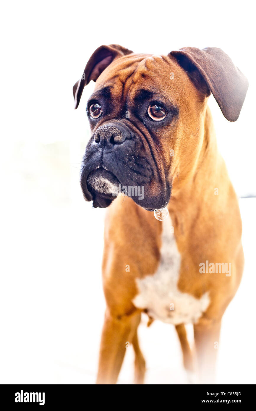 Cute female boxer dog Stock Photo Alamy