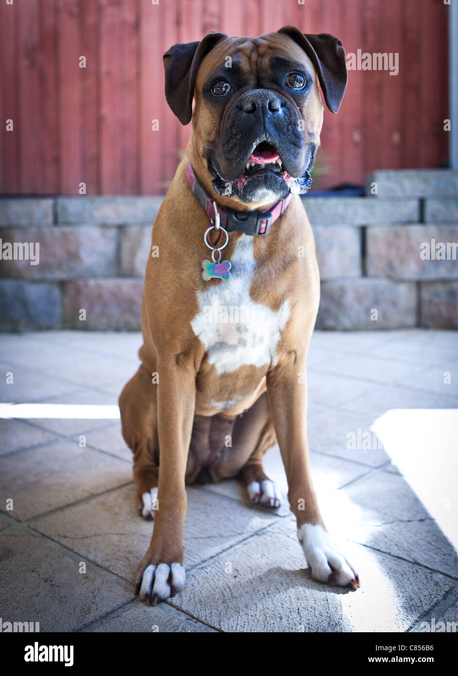 Cute female boxer dog Stock Photo - Alamy