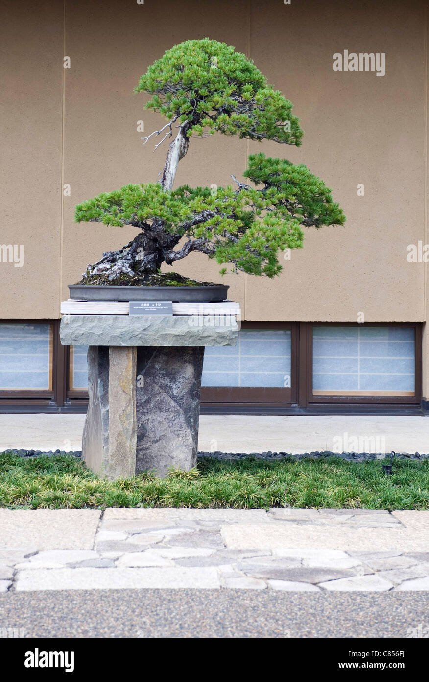 Photo shows 'Chihiro', a Japanese five-needle pine tree on display at the Saitama Omiya Bonsai Museum of Art in Saitama, Japan on 15 Aug. 2011. Photographer: Robert Gilhooly Stock Photo