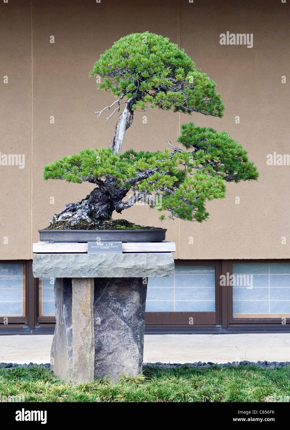Photo shows 'Chihiro', a Japanese five-needle pine tree on display at the Saitama Omiya Bonsai Museum of Art in Saitama, Japan Stock Photo