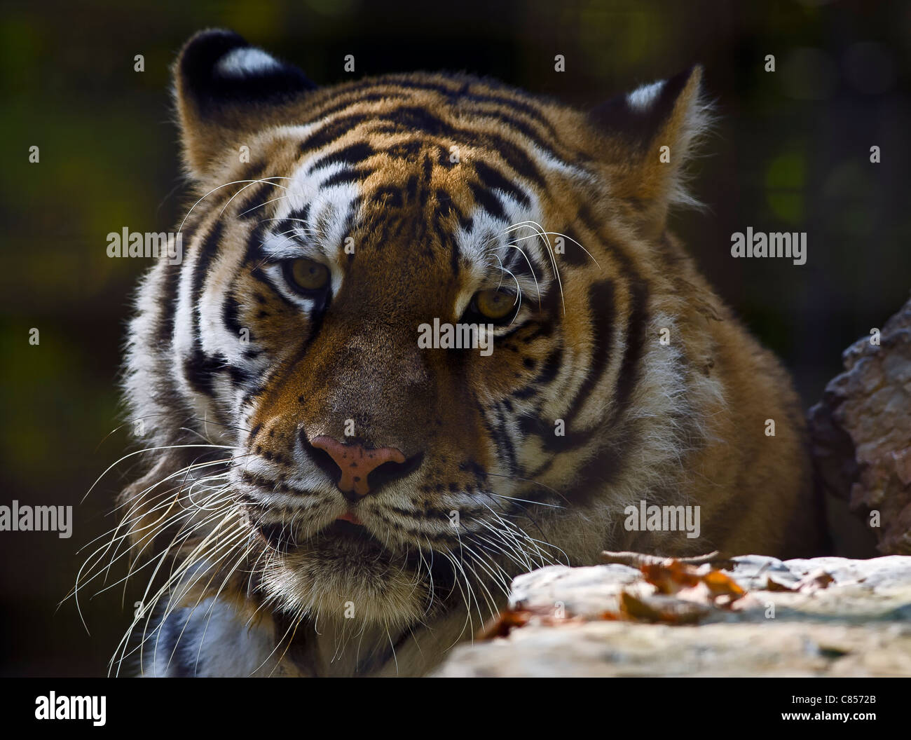 Photo of a Siberian Tiger (Panthera tigris altaica), in captivity Stock