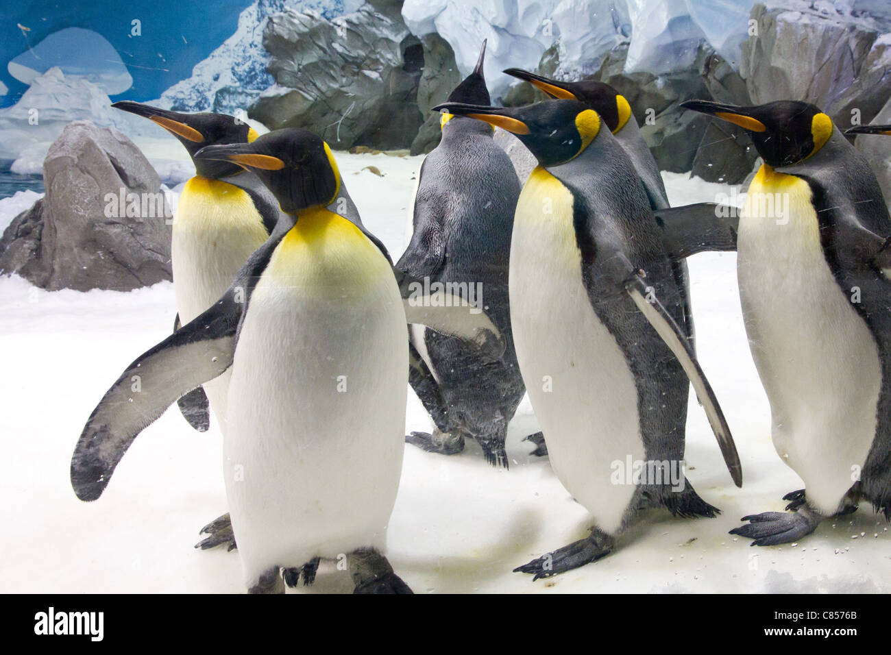 Emperor Penguins (Aptenodytes forsteri) Stock Photo