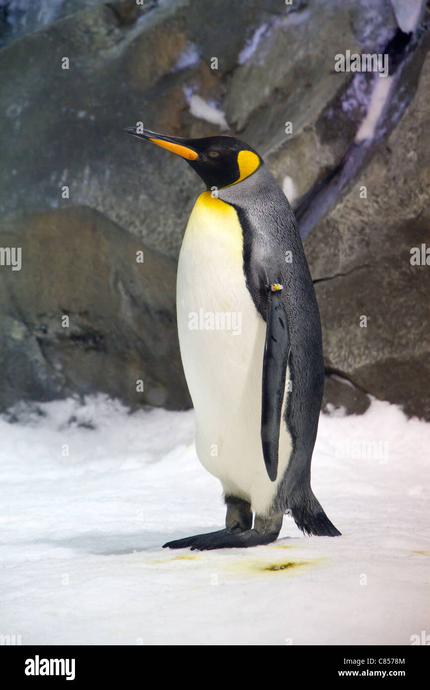 Emperor Penguin (Aptenodytes forsteri) Stock Photo
