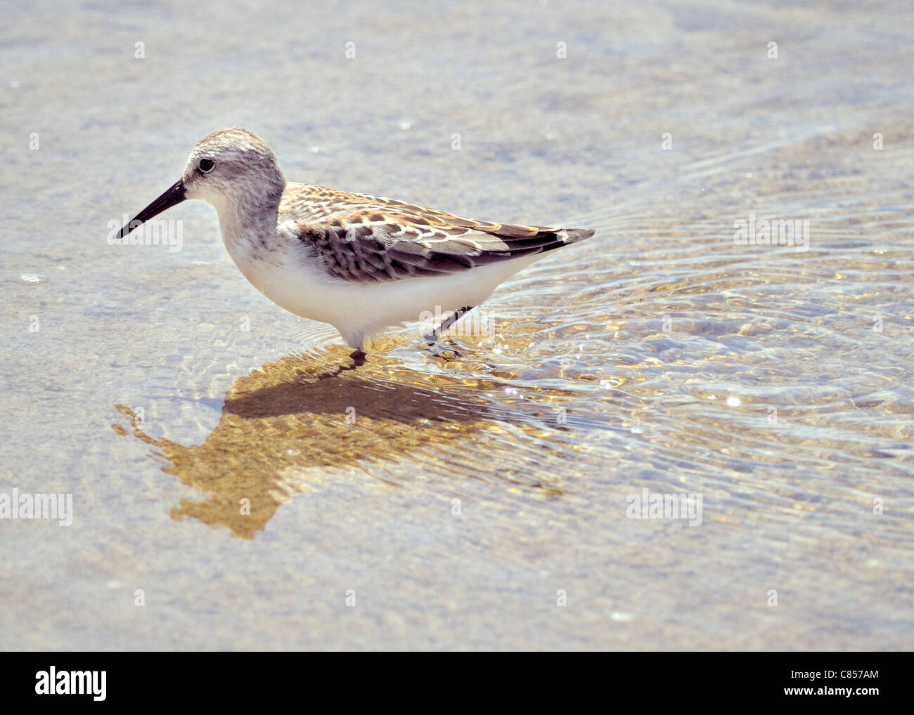 A Western Sandpiper bird- Calidris mauri, seen here standing on the shore. Stock Photo