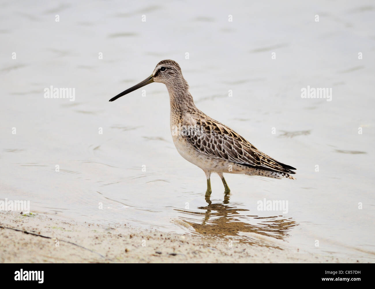 A Short-billed Dowitcher bird - Limnodromus griseus,seen here standing on the shore. Stock Photo