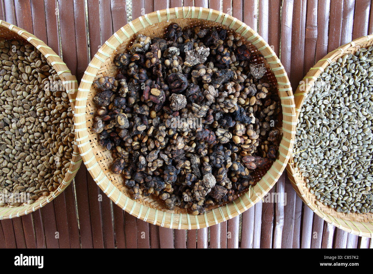 Wild Civet Cat Dung Containing Coffee And Cocoa Beans The Beans Are 
