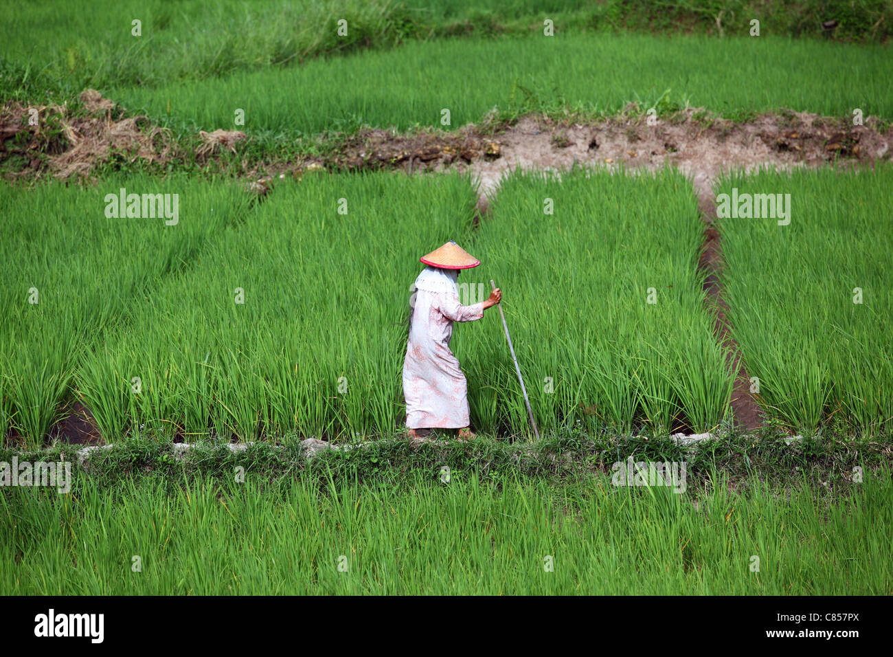 Old woman checking irrigation of rice paddies. Bukittinggi, West Sumatra, Sumatra, Indonesia, South-East Asia, Asia Stock Photo