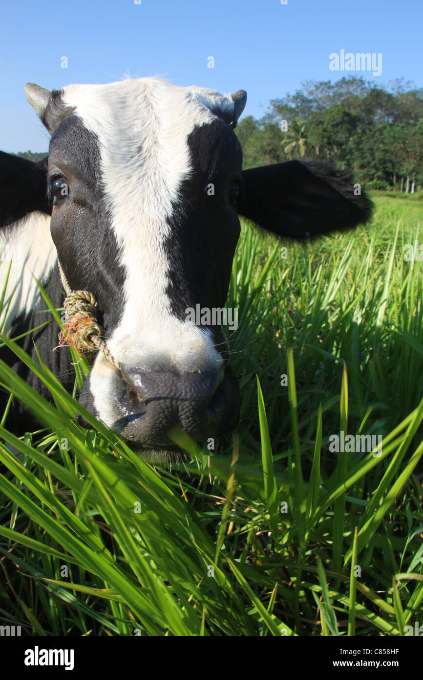 Black white breed cow in hi-res stock photography and images - Alamy