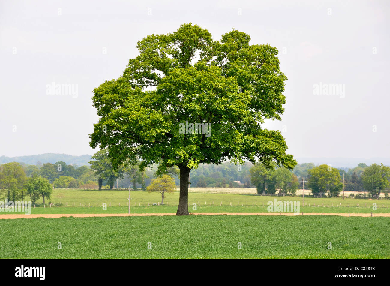 Wheat field oak tree hi-res stock photography and images - Alamy