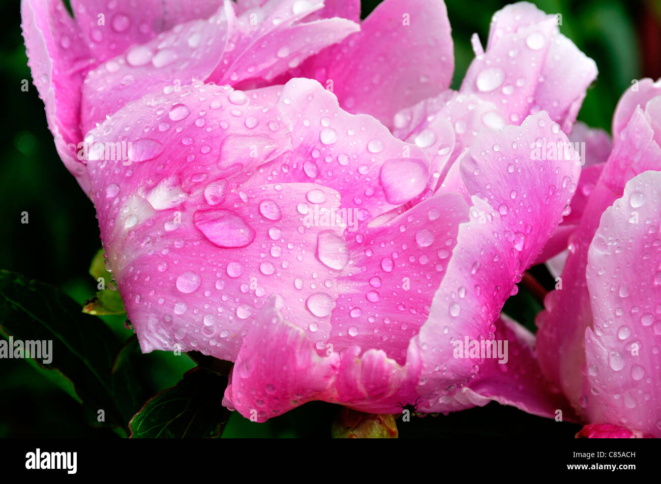 Peony (Paeonia sp) in bloom,with water droplets on petals. Stock Photo