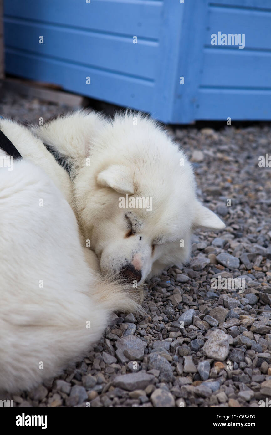 Sleepng white husky, or sled dog, at the scientific research base of Ny Alesund, Svalbard Stock Photo