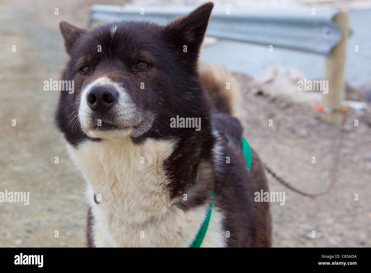 Husky, or sled dog, at the scientific research base of Ny Alesund, Svalbard Stock Photo