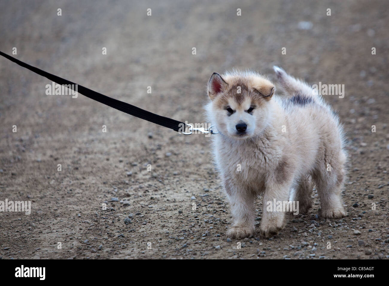 Husky, or sled dog pup being taken for a walk at the scientific research base of Ny Alesund, Svalbard Stock Photo