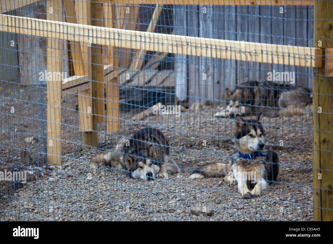 Huskies, or sled dogs, at the scientific research base of Ny Alesund, Svalbard Stock Photo