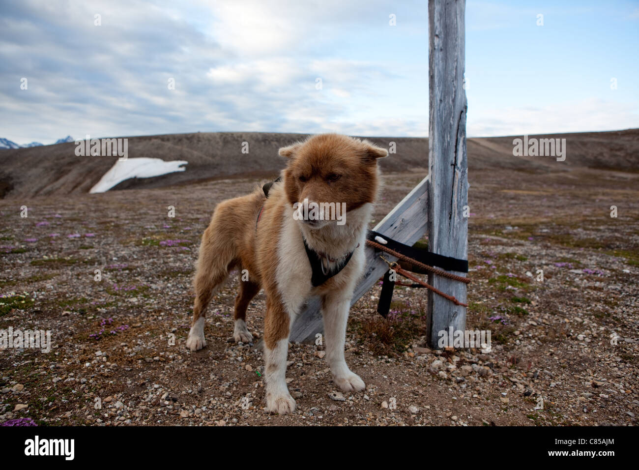 Husky, or sled dog, near the scientific research base of Ny Alesund, Svalbard Stock Photo