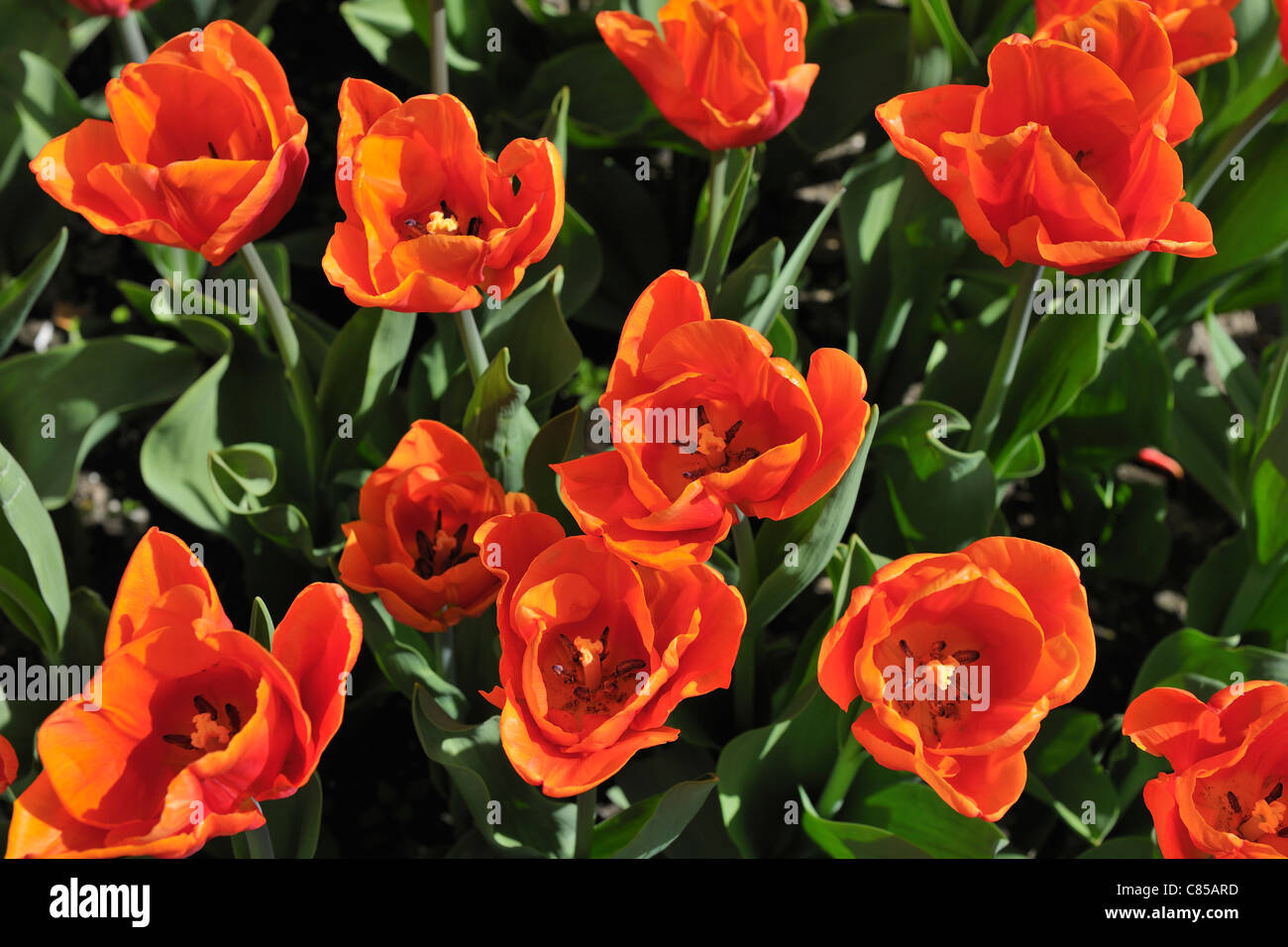 Tulips, Meersburg, Baden-Wurttemberg, Germany Stock Photo