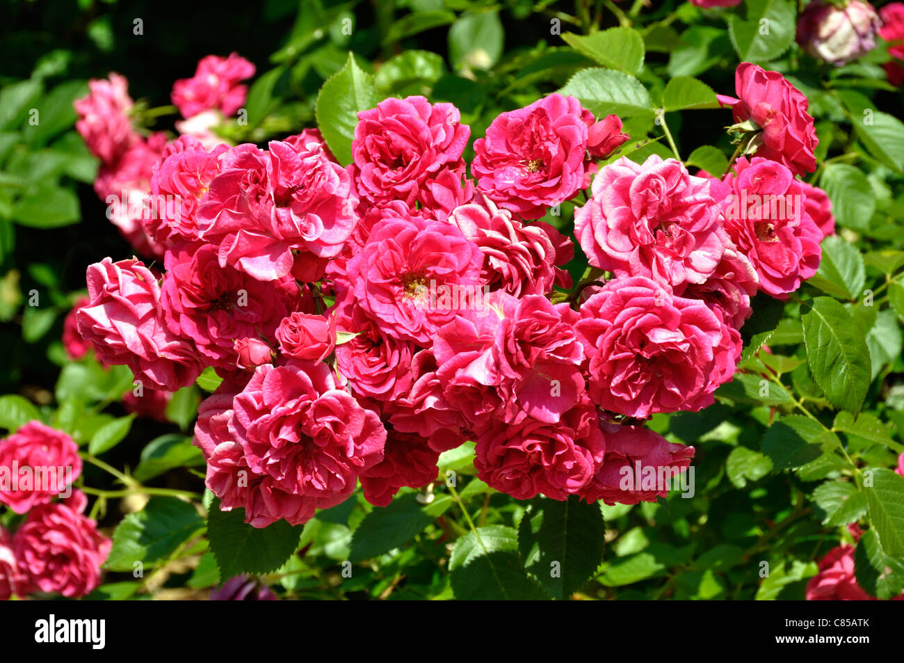 Roses 'Elmshorn', hybrid tea. Stock Photo