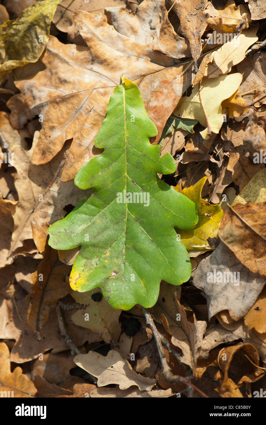 Falling green oak leaf Stock Photo Alamy