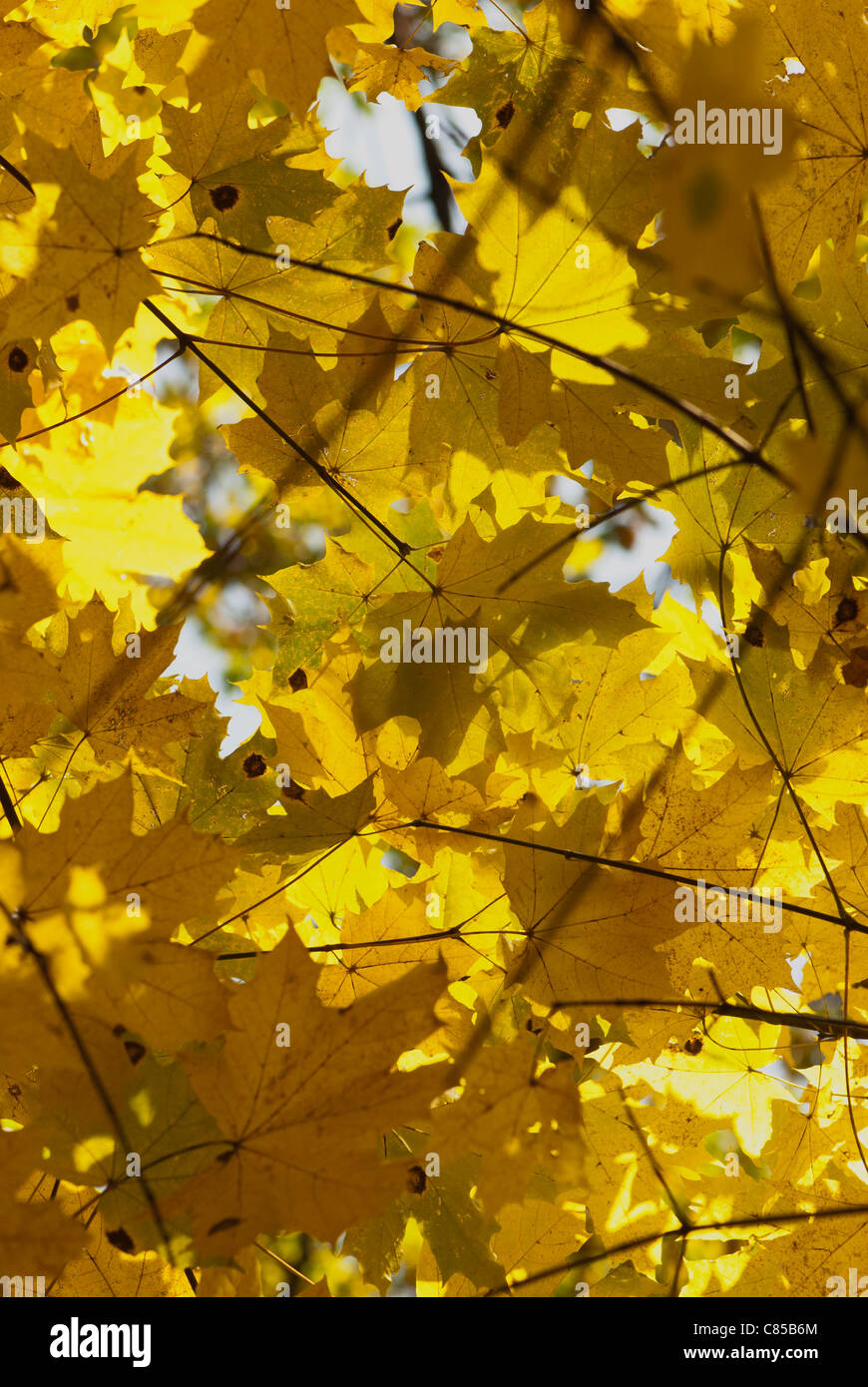 Maple branch with yellow leaves Stock Photo - Alamy