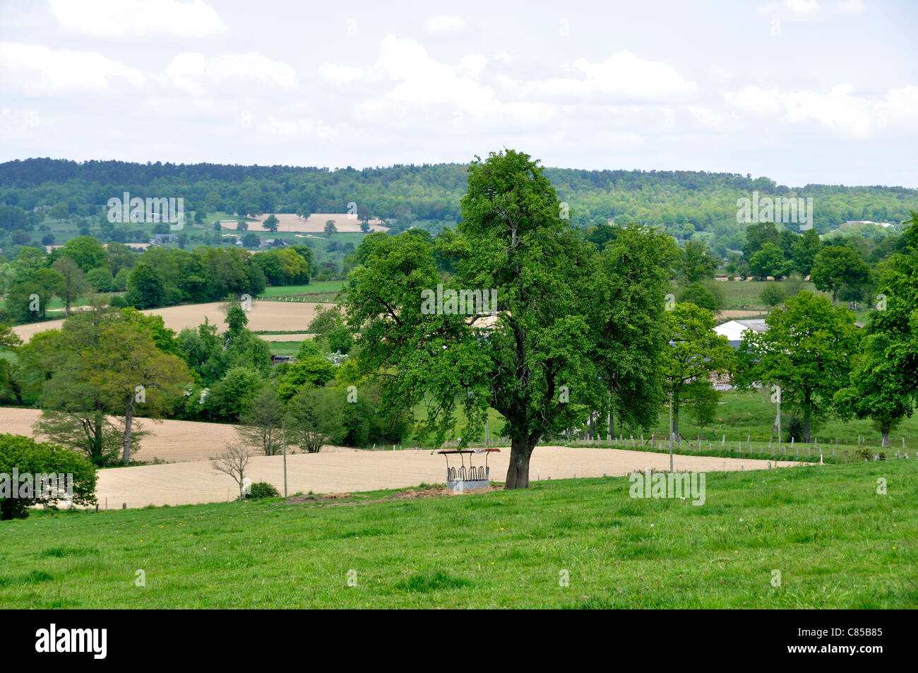 Perry pear tree in the bocage of Domfrontais. Stock Photo