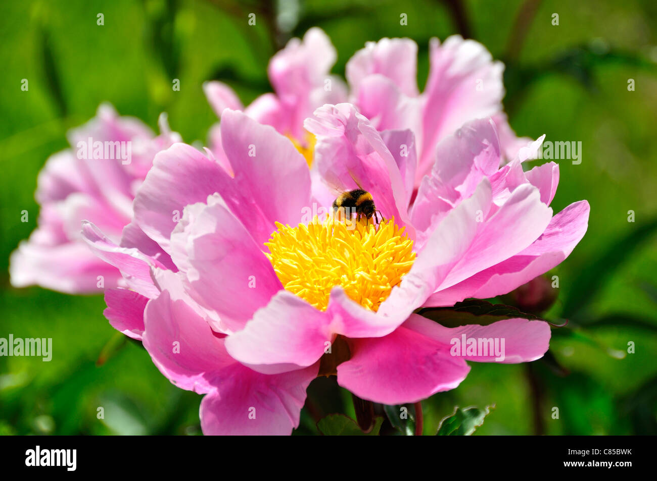 Peony (Paeonia officinalis) in bloom, with a bee. Stock Photo