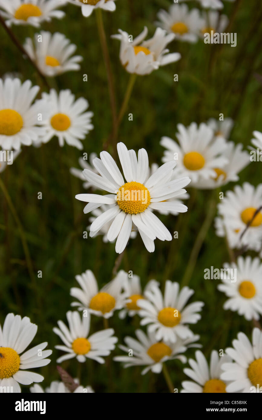 daisy growing natural field wild top view bloom flower grow bunch group
