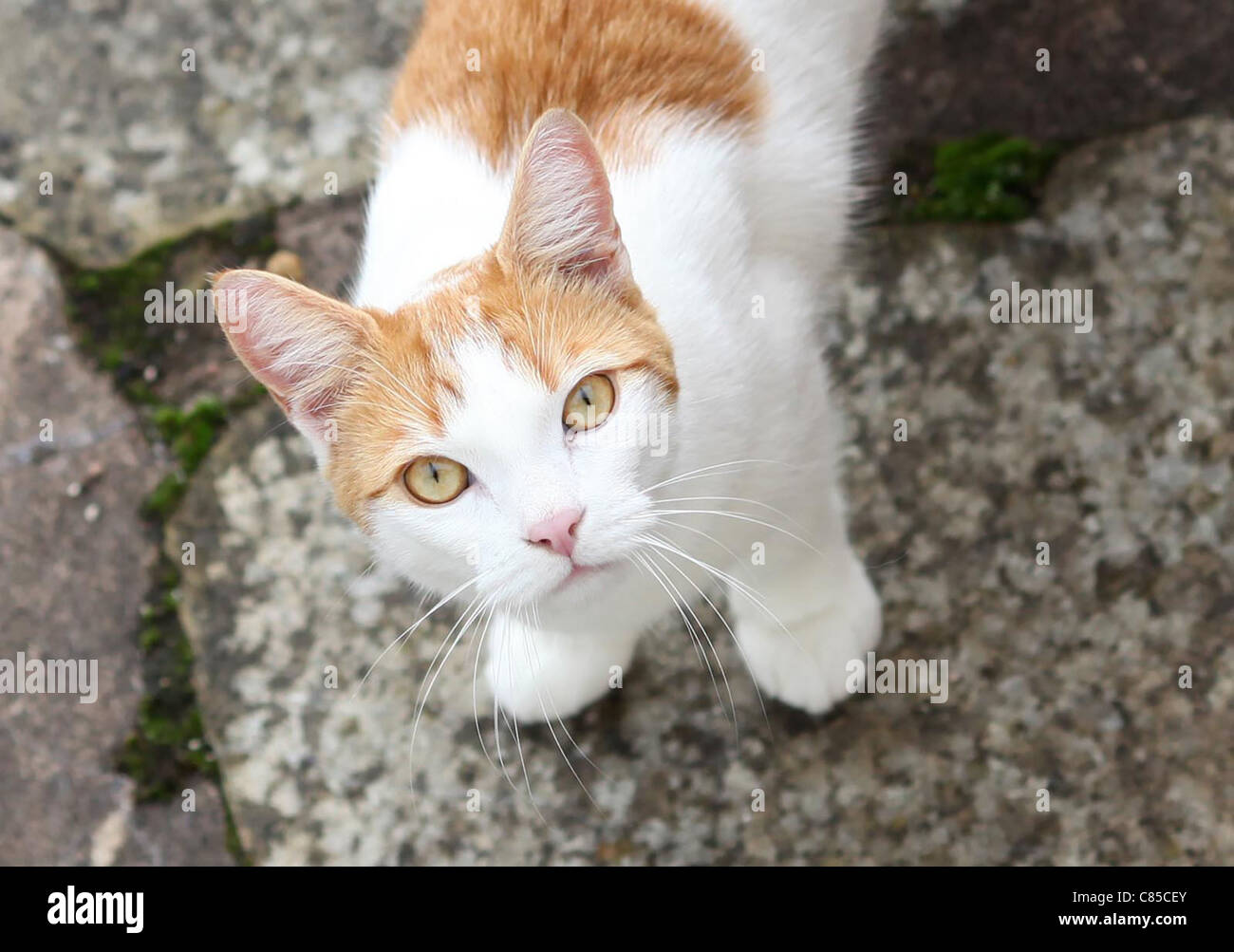 Rspca cat hires stock photography and images Alamy