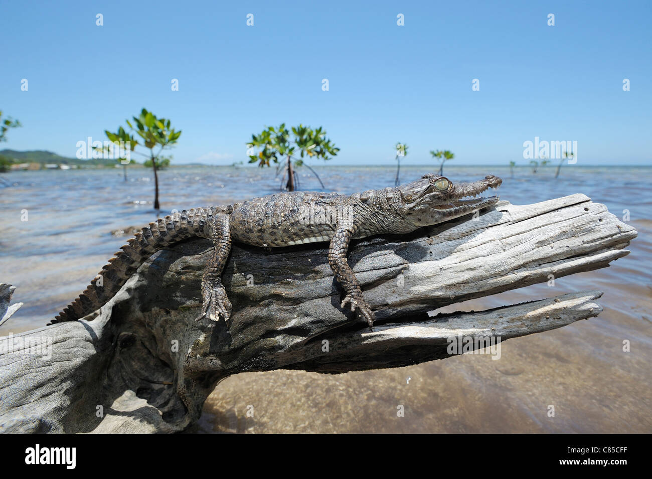 American Crocodile on Log, Roatan, Bay Islands, Honduras Stock Photo