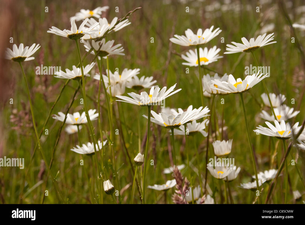 daisy growing natural field wild side view bloom flower grow bunch group summer sunny sun petals