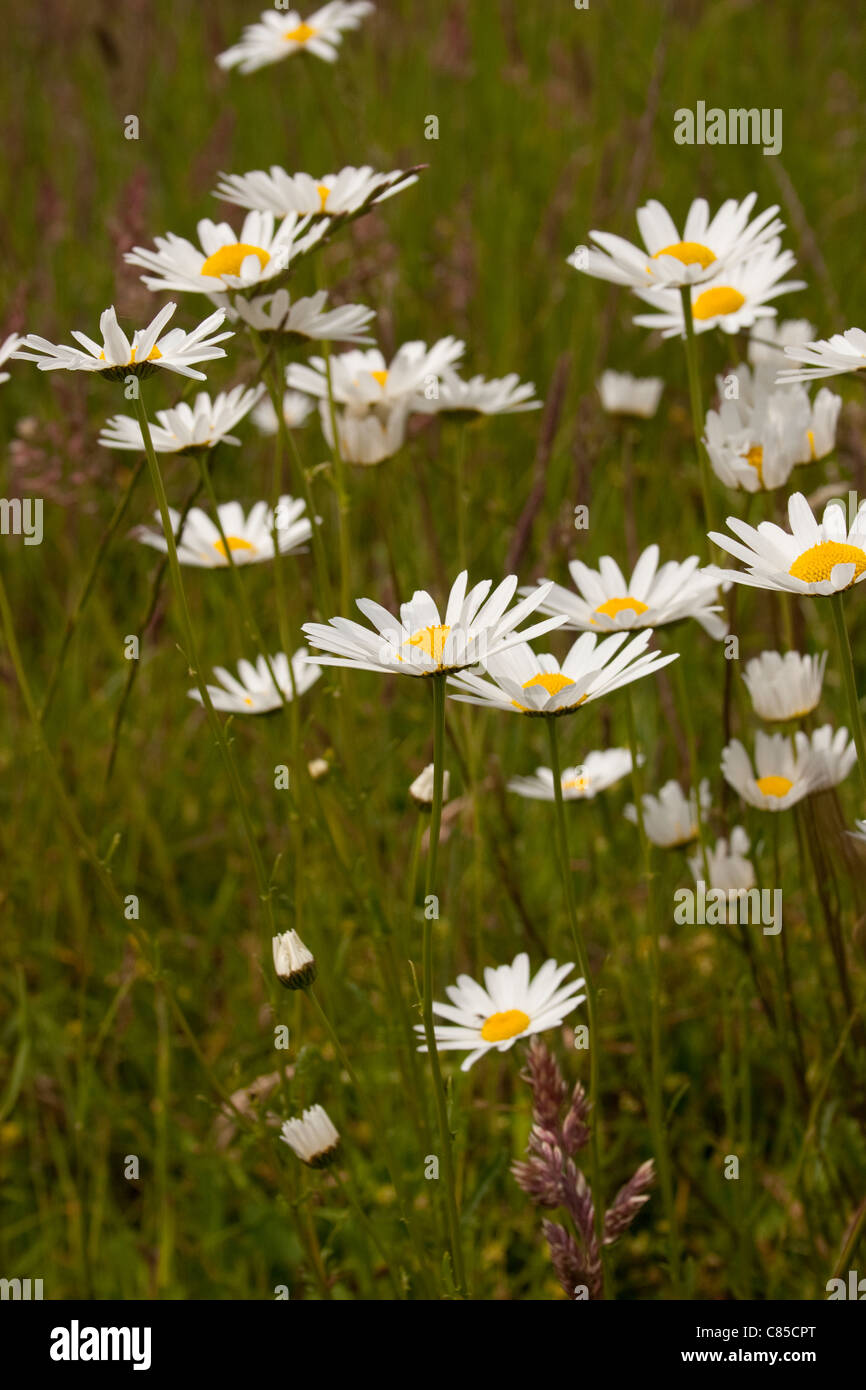 daisy growing natural field wild side view bloom flower grow bunch group summer sunny sun petals