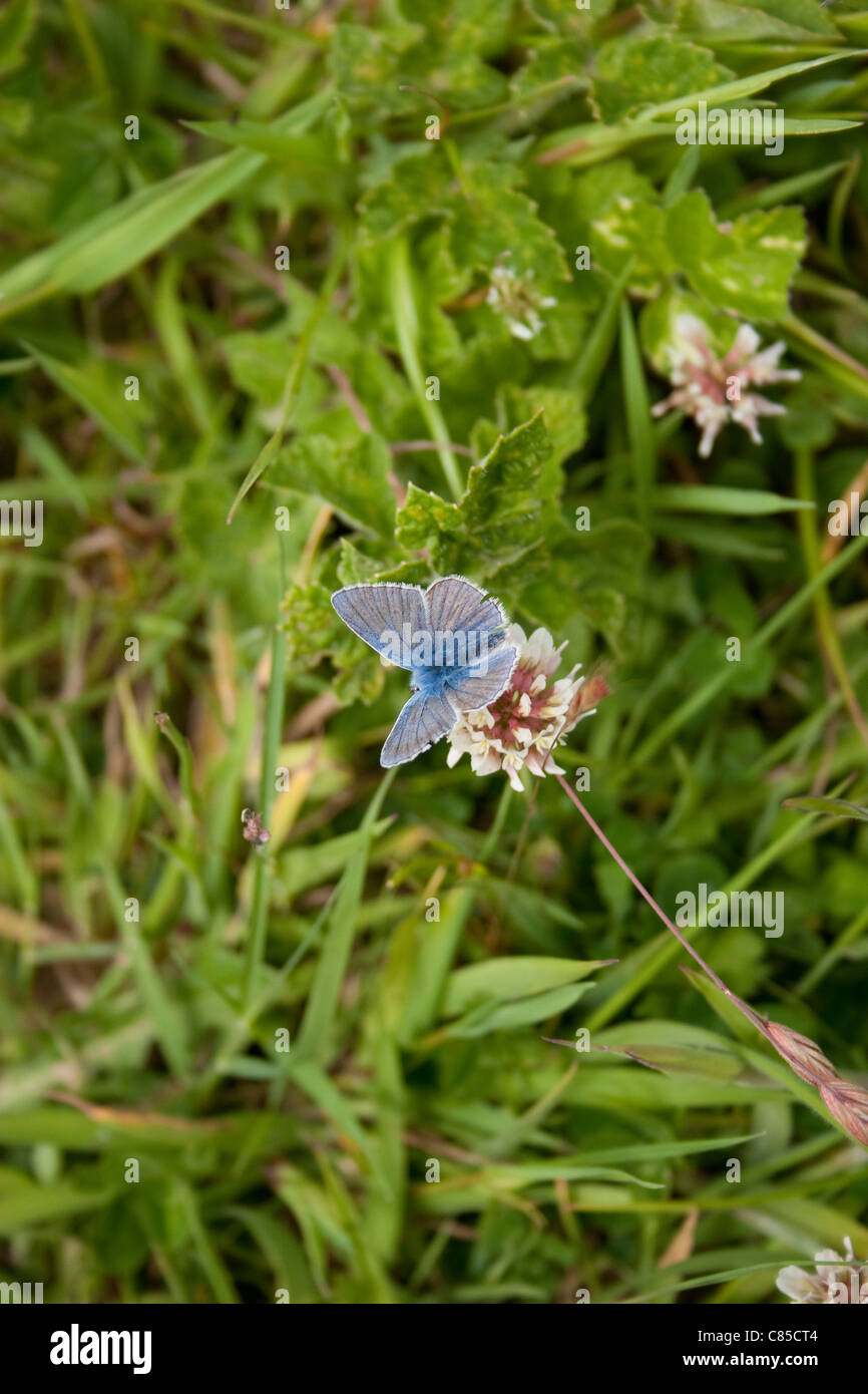 common blue butterfly Lycaenidae clover england grass wings open summer bright day light centre frame Stock Photo