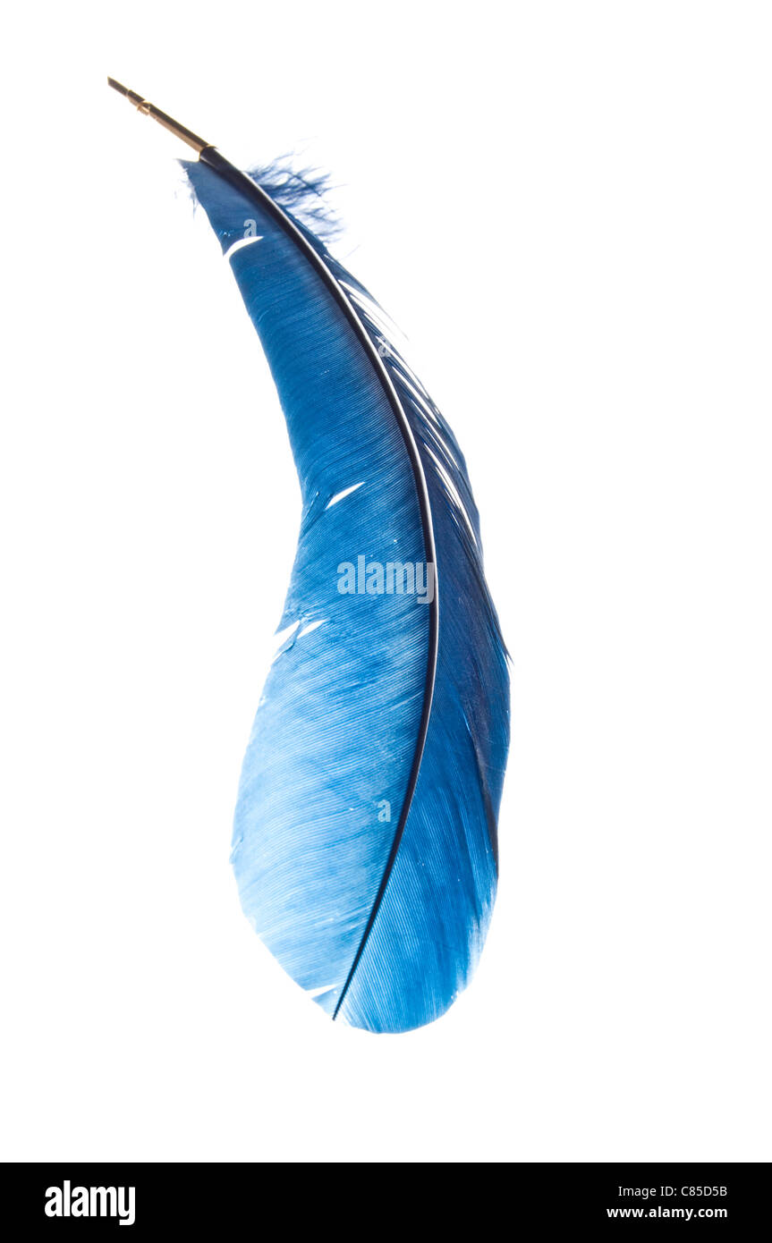 quill pen from a blue feather Stock Photo