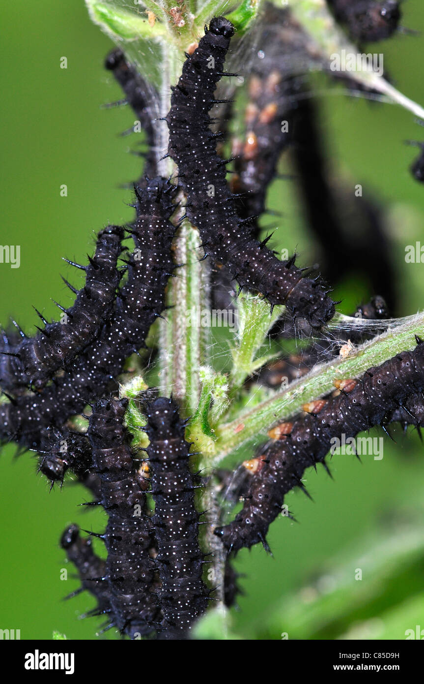 Peacock butterfly caterpillars feeding on stinging nettle Stock Photo Alamy