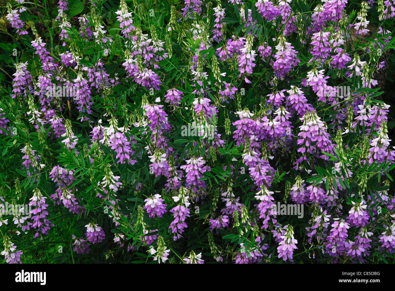 The purple flowers and green foliage of goat's rue, making a pattern Stock Photo
