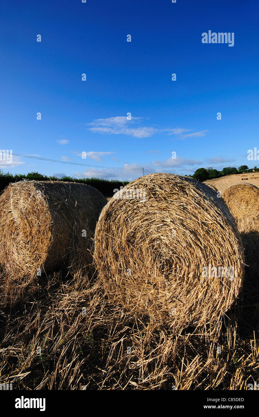 Round straw bales UK Stock Photo Alamy