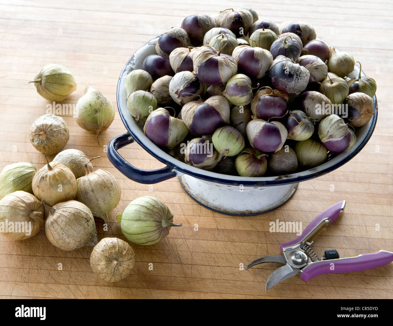 Purple Heirloom tomatillos in an old metal collander. Physalis philadelphica is a plant of the nightshade family. Stock Photo